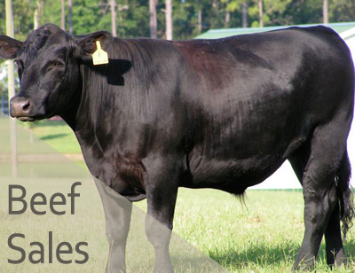 beef-sales2-400x308
